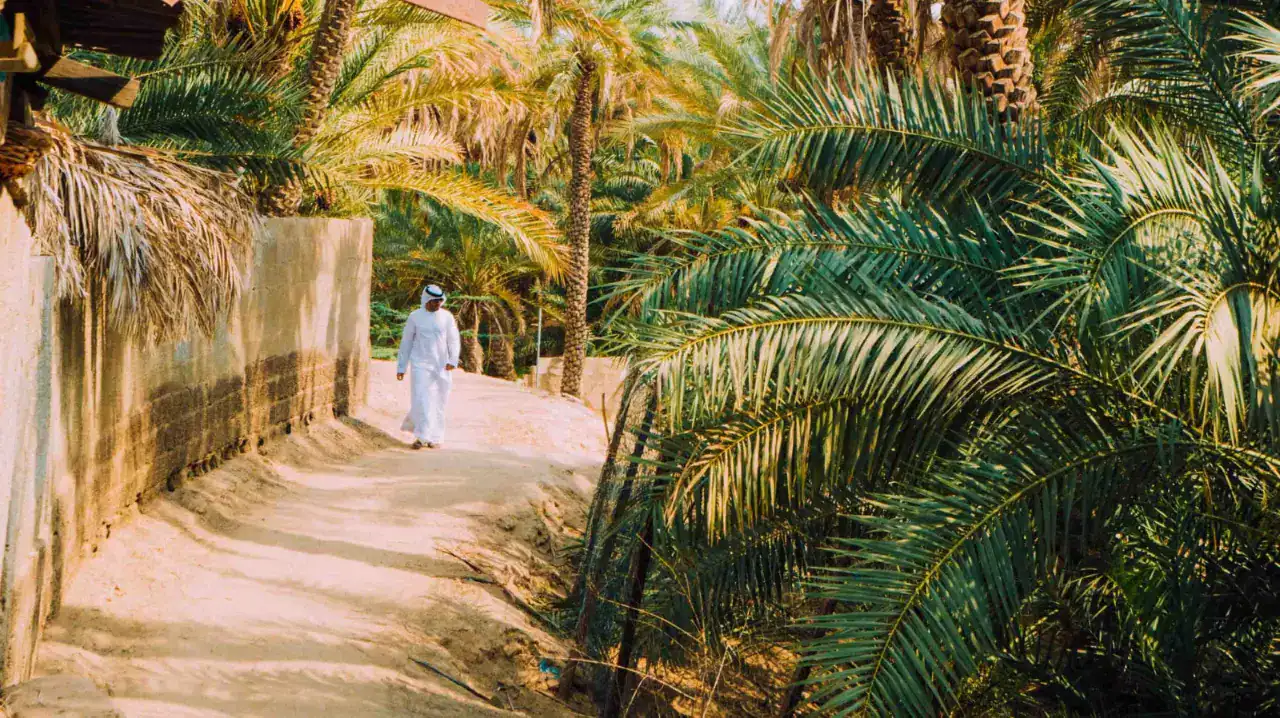 Al Ain City, shaded palm path through Al Ain Oasis